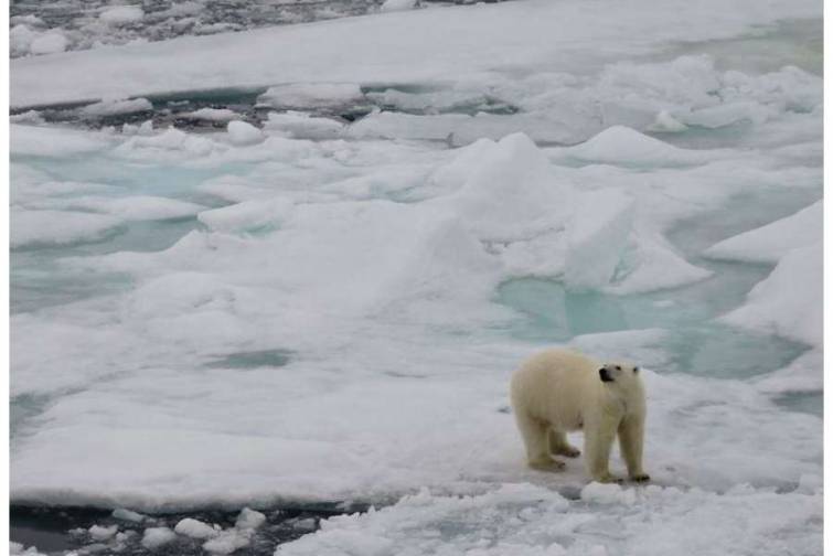Ümumdünya Meteorologiya Təşkilatı: Arktikada buzlar əriyir, gəmiçiliyin intensivliyi artır