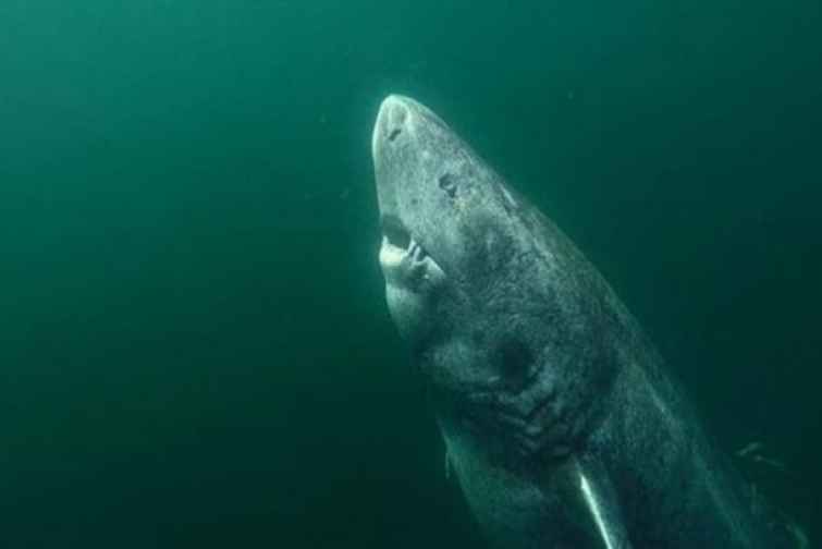 Dünyanın ən yaşlı balığı tapılıb – 512 yaş