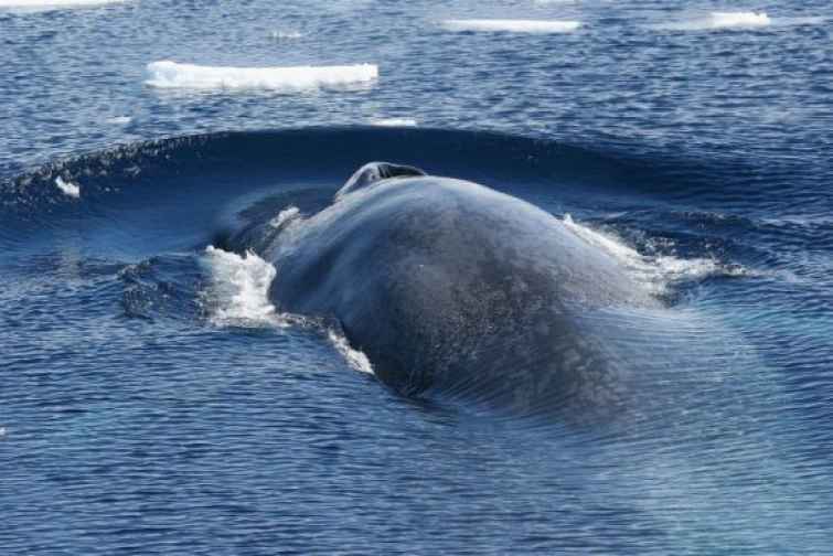 Tarixdə ilk dəfə Qırmızı dənizdə mavi balinaya rast gəlinib
