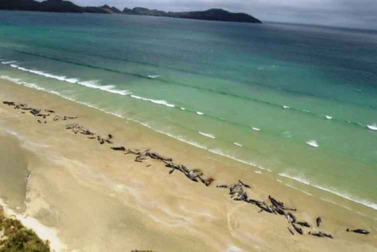 Yeni Zelandiyada 150-dək delfin özünü sahilə atıb