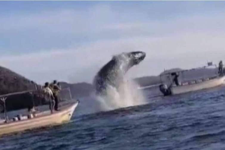 Meksikada balina qayığa çırpılıb, iki nəfər yaralanıb - VİDEO