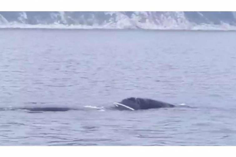 Oxot dənizində torlara ilişmiş balina xilas edilir - VİDEO