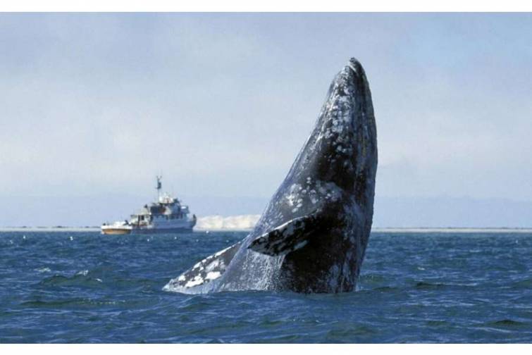 Şimali Amerikada boz balinaların sayı son iki ildə azalmaqdadır