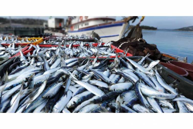 &Uuml;&ccedil; yeni patrul gəmisi balıq ovuna nəzarəti g&uuml;cləndirəcək