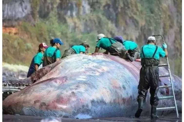 &Ouml;l&uuml; balinanın mədəsində 500 min avro dəyərində &ldquo;&uuml;zən qızıl&rdquo; tapılıb