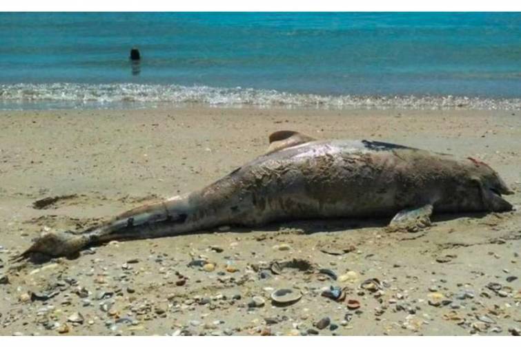 Braziliyada son bir həftədə yüzdən çox ölü delfin tapılıb
