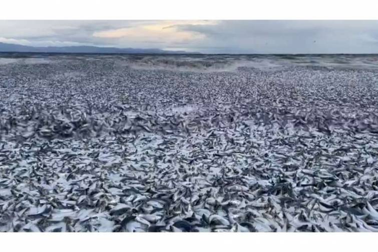 Yaponiyada minlərlə ton balıq sahilə çıxıb - VİDEO