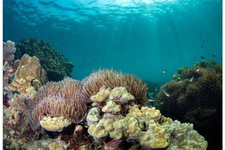 UNESCO-nun yeni hesabatı: Son 20 ildə dünya okeanı iki dəfə çox istiləşib