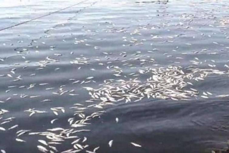 H&ouml;vsan və T&uuml;rkan sahillərində balıqların k&uuml;tləvi tələf olma səbəbi a&ccedil;ıqlanıb