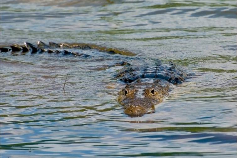 Timsahlarla dolu çay Avstraliya Olimpiadasında yarışmaq üçün yararlı hesab edilib