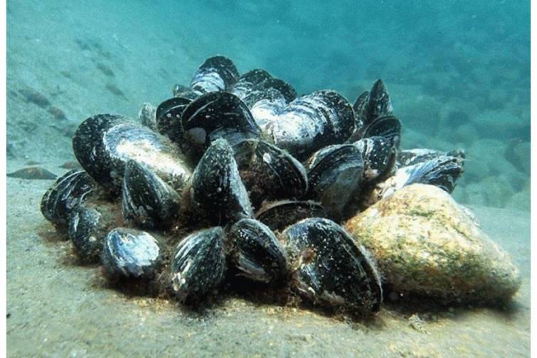 Midiyalar Yunanıstanın dənizlərinin artan çirklənməsindən xəbər verir