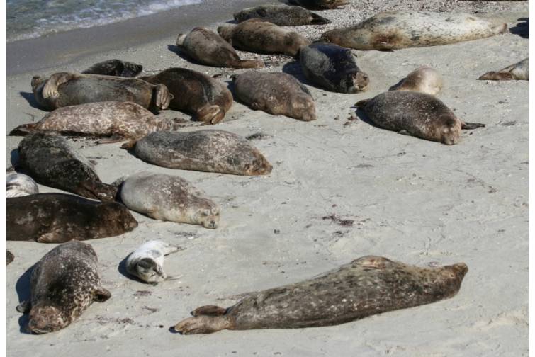 Qazaxıstanda suitilərin k&uuml;tləvi &ouml;l&uuml;m&uuml;n&uuml;n m&uuml;mk&uuml;n səbəbi a&ccedil;ıqlanıb