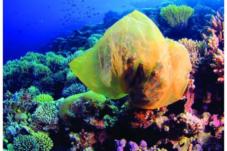 Misir Qırmızı dəniz bölgəsində plastik torbalara tam qadağa qoyur