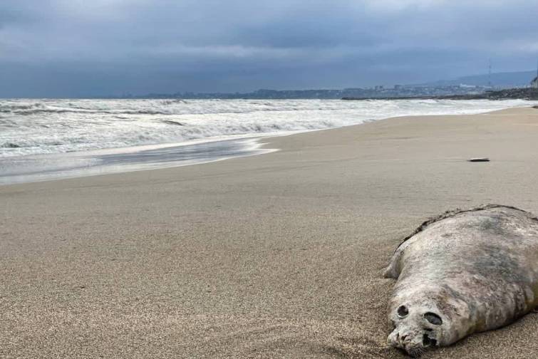 Xəzər dənizinin Dağıstan sahillərində xeyli sayda ölü suiti tapılıb