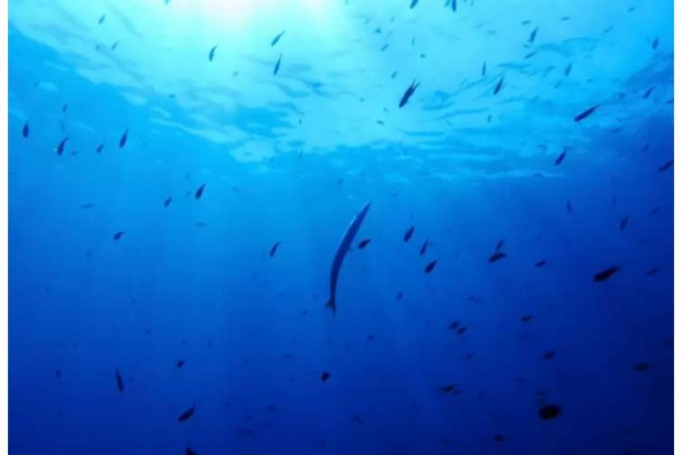 Almaniya hökuməti BMT-nin Açıq dənizlərin mühafizəsi sazişinə qoşulur