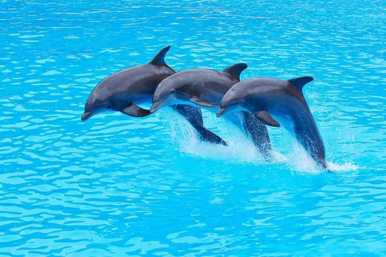 Pentaqon delfinlərin təliminə nə qədər pul xərcləyir?