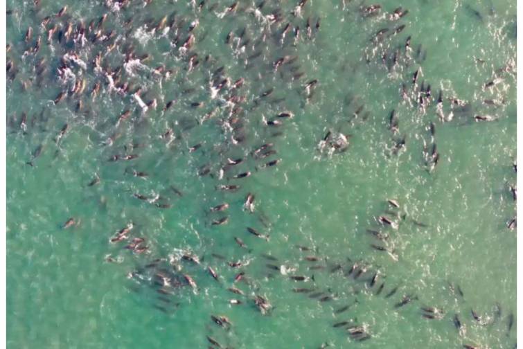 Argentina sahillərində delfinlərin k&uuml;tləvi &ouml;l&uuml;m&uuml;nə səbəb kimi balinalar g&ouml;stərilir